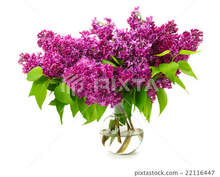 bouquet of lilac in a glass vase bouquet of lilac in a glass vase 22116447