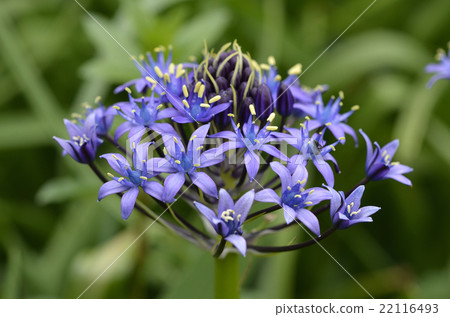 Otetsubo（Schiller Perubiana） 22116493