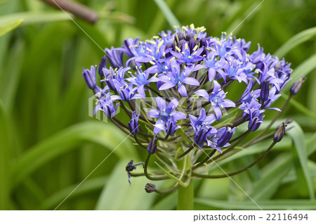 照片素材(圖片): 地中海藍鍾花 百合科 花朵