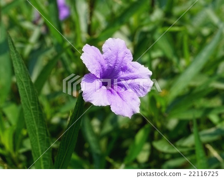Violet blooming flower 22116725