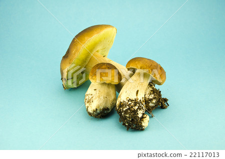 Three mushrooms cap boletus on blue background Three mushrooms cap boletus on blue background 22117013
