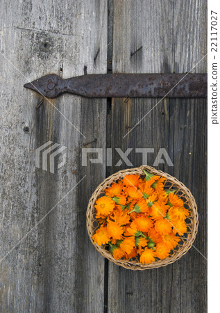 Marigold blooms in wicker basket Marigold blooms in wicker basket 22117027