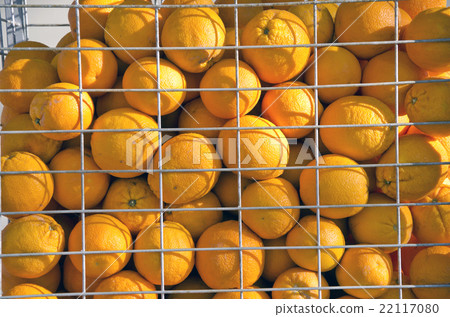 Oranges in the cage Oranges in the cage 22117080