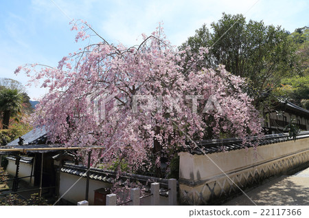 Sanjo-ko,Saigyo,Hasedera Temple的第八座佛教寺廟,下部入口下的昭和宿舍的櫻花 Sanjo-ko,Saigyo,Hasedera Temple的第八座佛教寺廟,下部入口下的昭和宿舍的櫻花 22117366