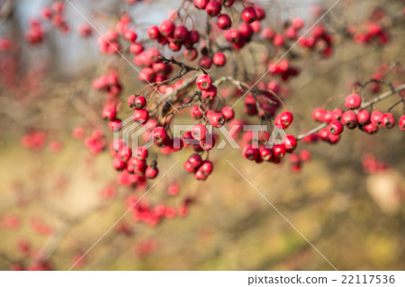 Rowan berries Rowan berries 22117536