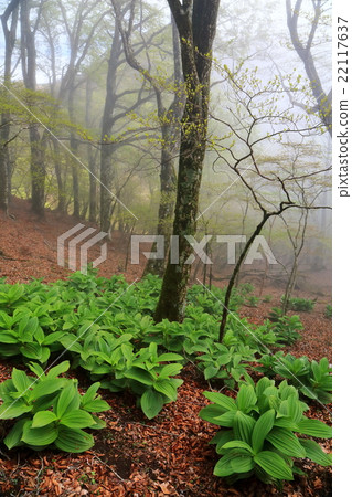 Fresh Tanzawa · Nabe Picture A fresh green of a bamboo shoot of a mountain ridge Fresh Tanzawa · Nabe Picture A fresh green of a bamboo shoot of a mountain ridge 22117637