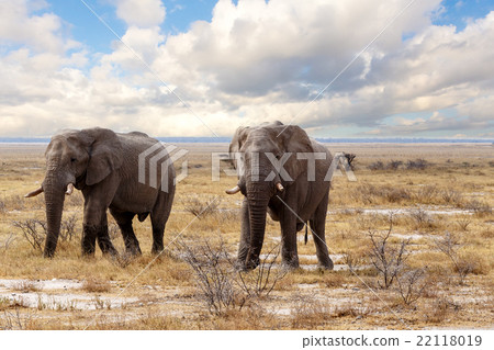 Stock Photo: big african elephants on Etosha national park