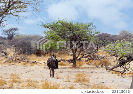 wild Wildebeest Gnu in african bush wild Wildebeest Gnu in african bush 22118026