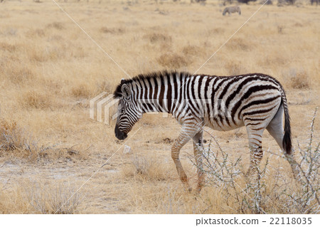 Zebra in african savanna 22118035