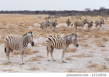 Zebra in african savanna Zebra in african savanna 22118036
