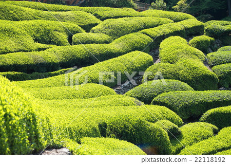 Tea field graduate field (green tea Shizuoka Japanese tea new tea picking sprout special product specialty special spring, summer catechin mountain) 22118192