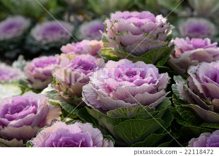 葉牡丹 葉牡丹 22118472