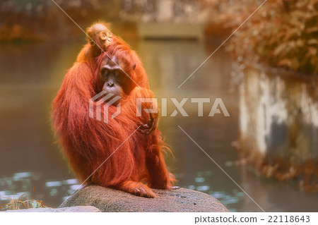 Young orangutan is sleeping on its mother Young orangutan is sleeping on its mother 22118643