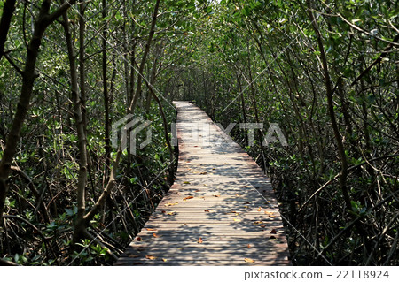 wooden bridge walkway into mangrove forest 22118924