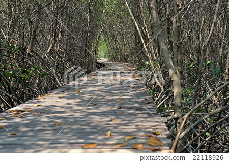 wooden bridge walkway into mangrove forest 22118926