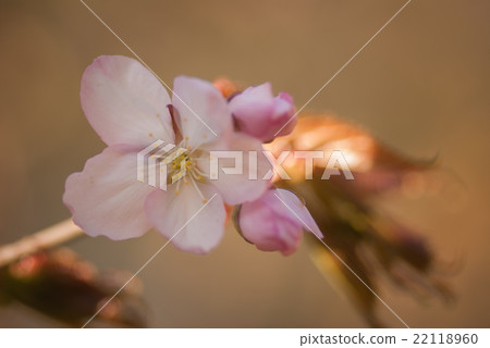 Cherry blossom or  Sakura flower with warm 22118960