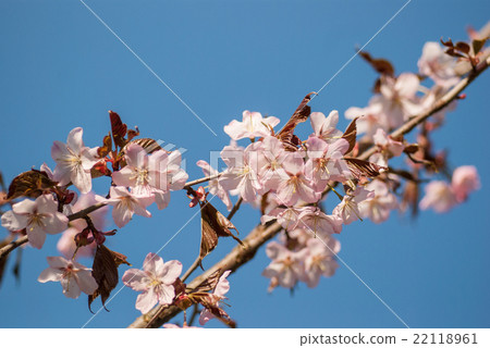 Cherry blossom or  Sakura flower with blue sky 22118961