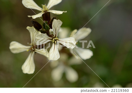 開花在領域的Rukkora的白色發怒花 22119360