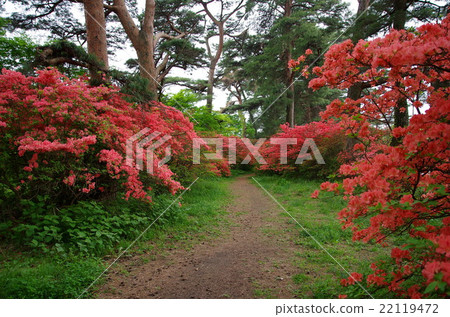 赤城神社入口松樹行和大和杜鵑花 22119472
