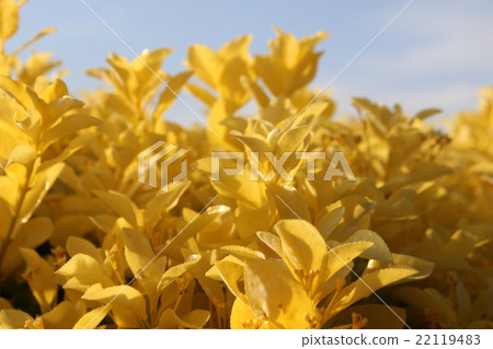 Yellow leaves 22119483