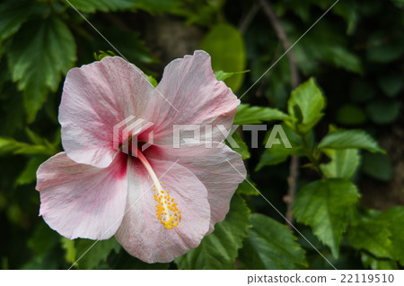 Hibiscus on Ishigaki Island 22119510