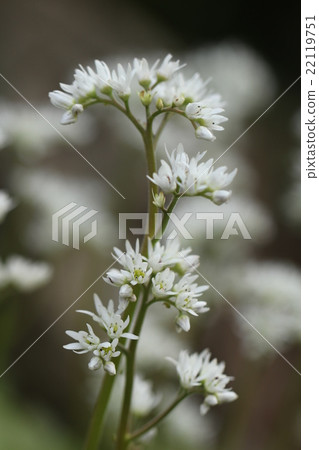 蔓越莓母豬花 22119751