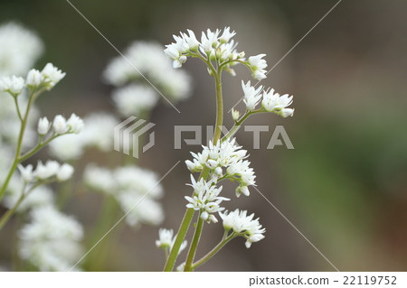 蔓越莓母豬花 22119752