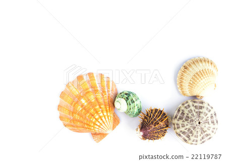 seashells on the white background 22119787