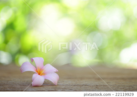 Frangipani flower on wooden table Frangipani flower on wooden table 22119929