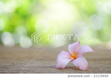 Frangipani flower on wooden table Frangipani flower on wooden table 22119930