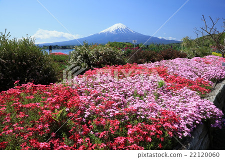 Shibazakura和富士山 22120060