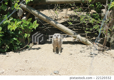 Look at me here Meerkat Look at me here Meerkat 22120332