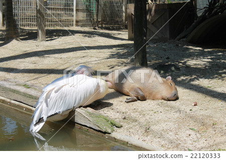 Laying Momoiro Pelican and Capybara Laying Momoiro Pelican and Capybara 22120333