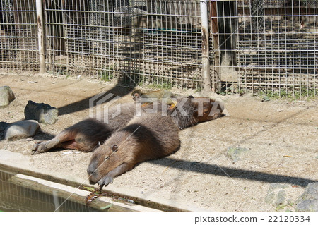 Capybara and squirrel monkey Capybara and squirrel monkey 22120334
