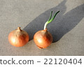 Onion sprouts 22120404