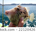 Fishing in the field 22120426