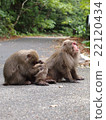 Monkey grooming 22120434