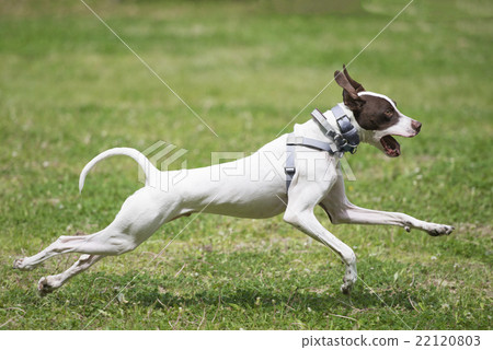 English pointer English pointer 22120803