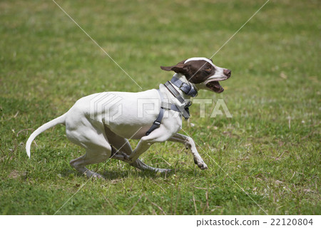 English pointer English pointer 22120804
