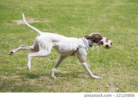 English pointer 22120806