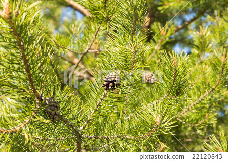 cones on green pine branch cones on green pine branch 22120843