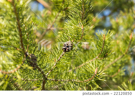 Pine cone on a branch 22120850
