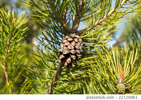 Branch with pinecone Branch with pinecone 22120861
