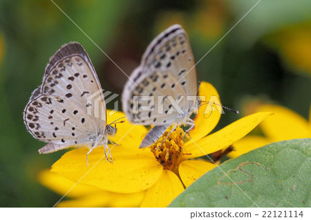 大和Shizimi 22121114