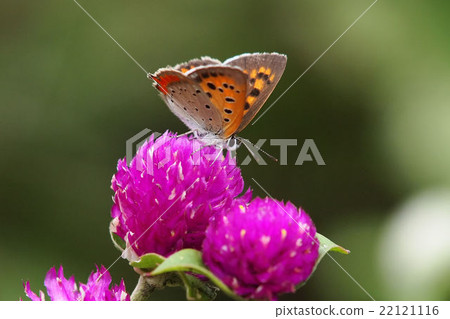 Lycaena phlaeas 22121116
