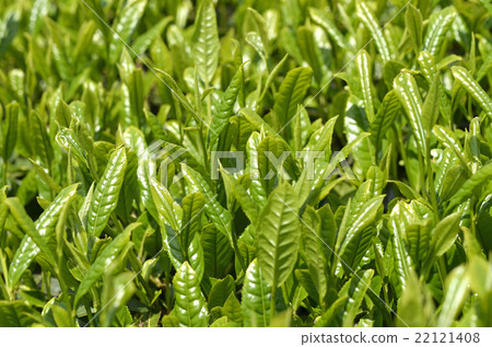 Tea plantation Tea plantation 22121408