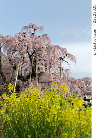 Mitsuki Takuzakura~2016春季 22123026