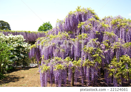 足利花卉公園春天紫藤 22124081