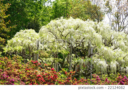 Ashikaga Flower Park Spring Wisteria 22124082