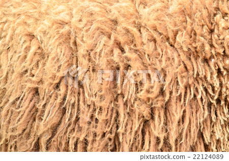wool 22124089
